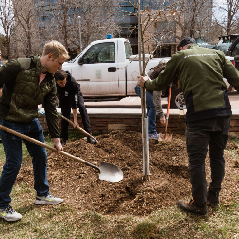 A group of CSU students and staff plant a new tree on campus on Arbor Day 2023